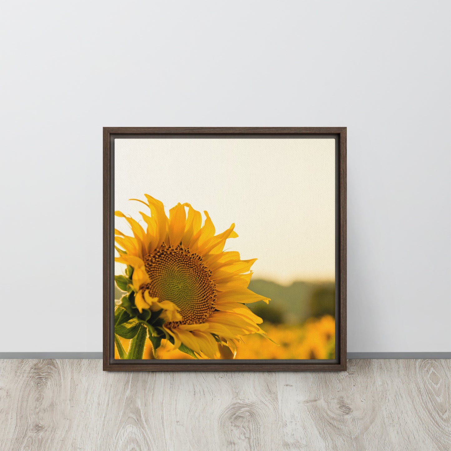 Sunflower. Framed canvas