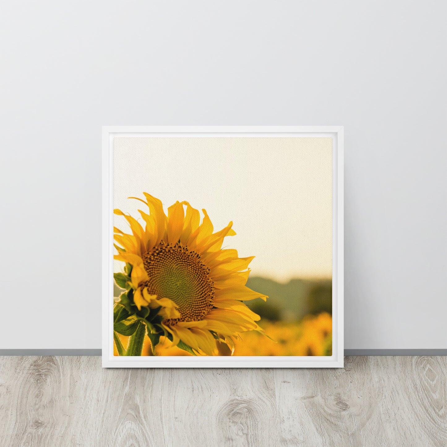 Sunflower. Framed canvas